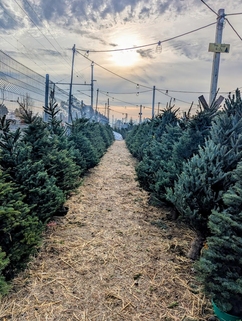 Honey Bear Trees photo 3