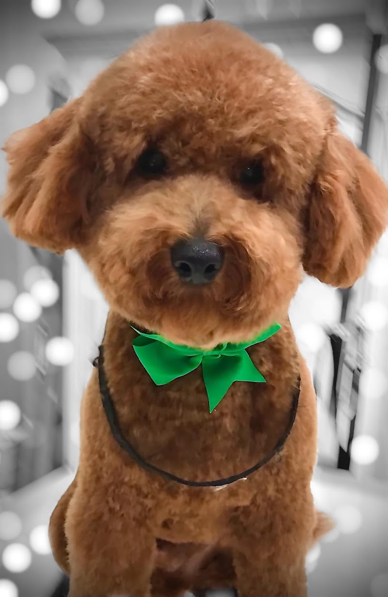Vineyard Dog Grooming photo 5