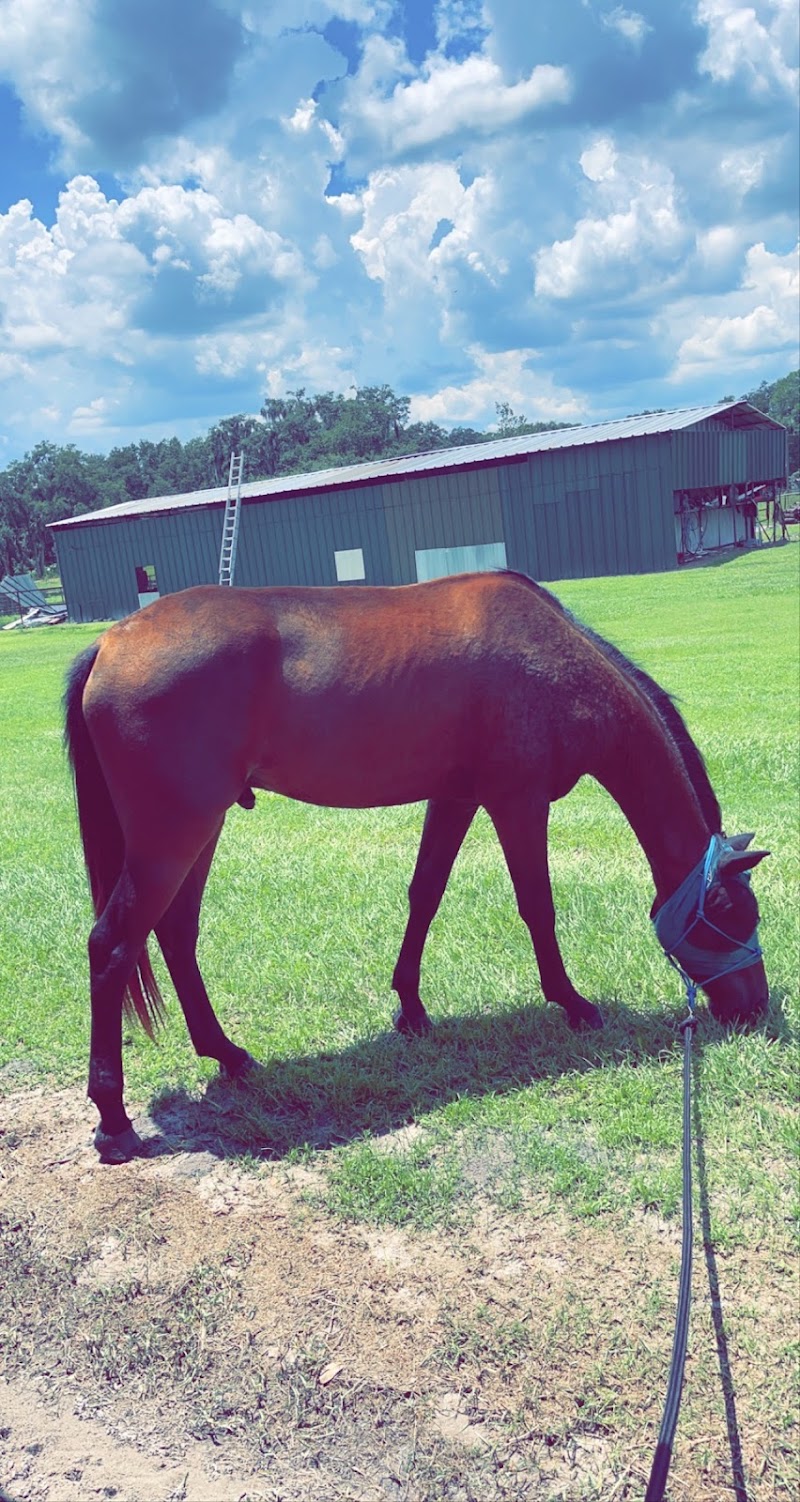 Bay Lakes Stable photo 3
