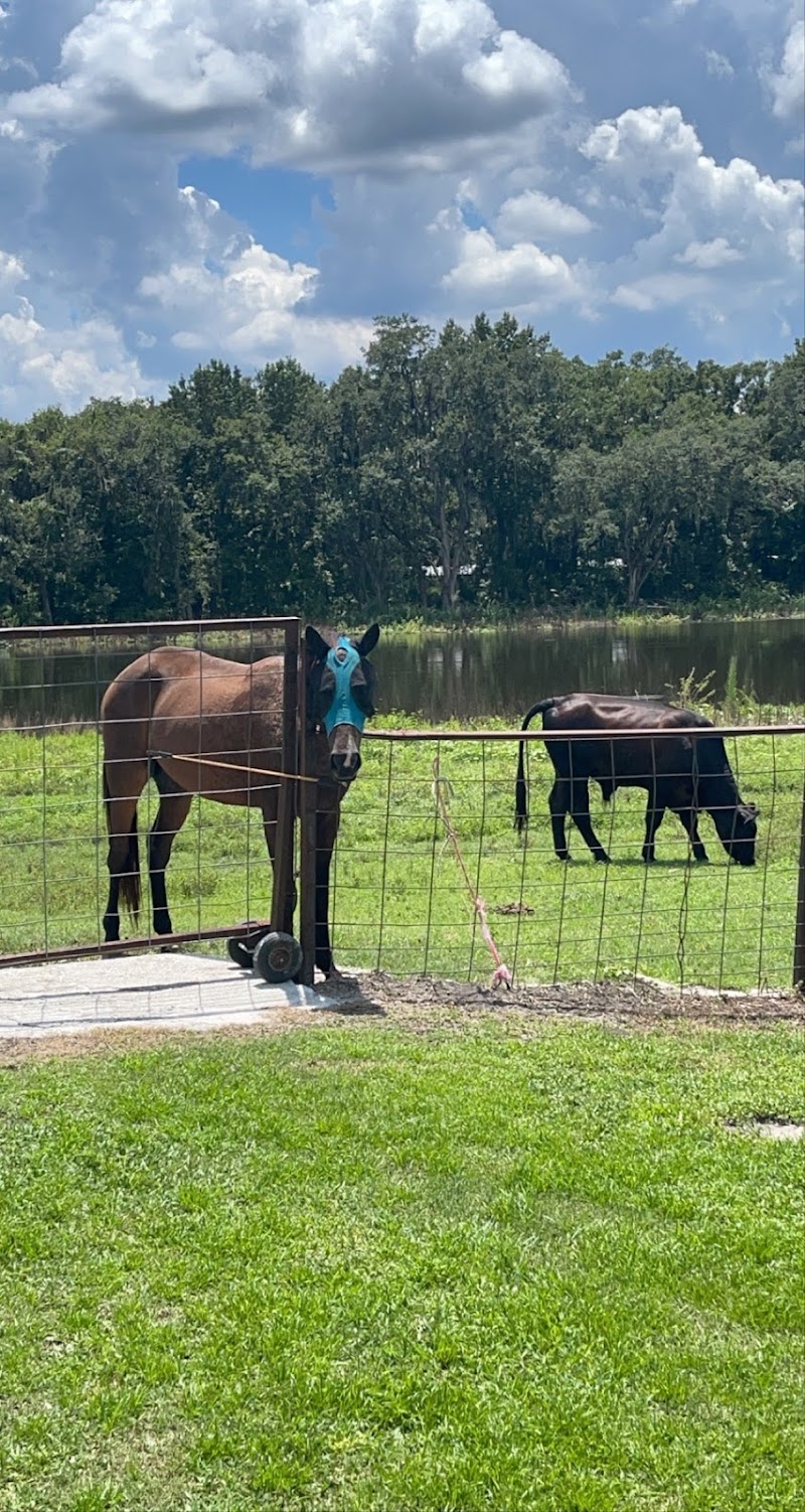Bay Lakes Stable photo 4