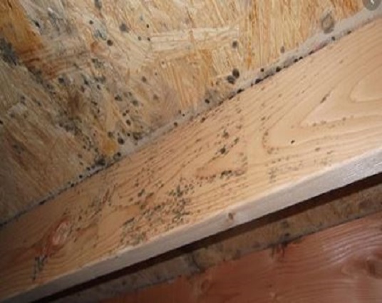 ALL US Mold Removal & Remediation Gilroy CA photo 5