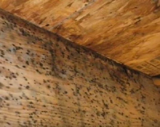 ALL US Mold Removal & Remediation Gilroy CA photo 4