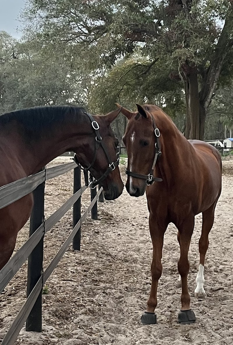 Southern Dream Farm photo 4