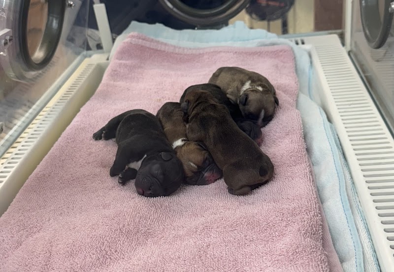 Rio Vista Veterinary Services photo 5