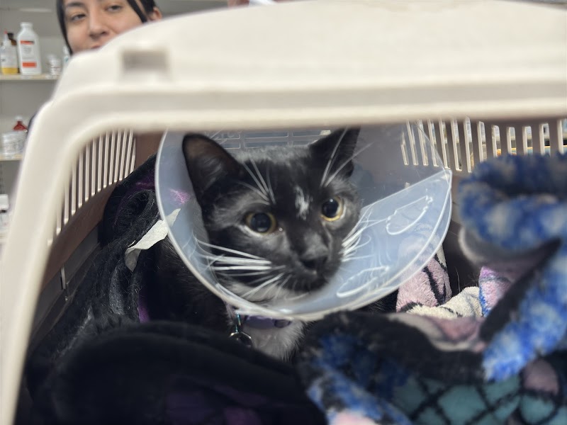 Rio Vista Veterinary Services photo 3