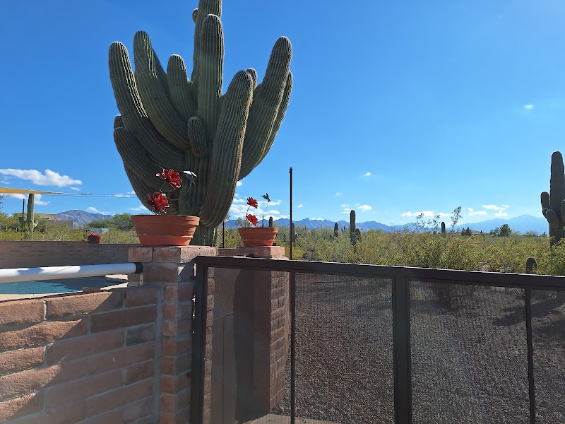 Tucson Adventure Dog Ranch photo 4