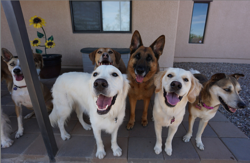 Tucson Adventure Dog Ranch photo 5