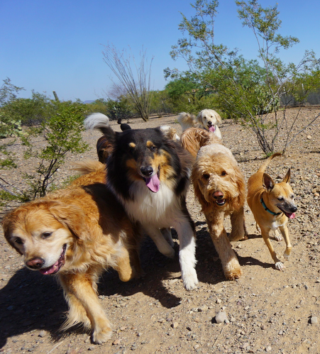 Tucson Adventure Dog Ranch photo 2