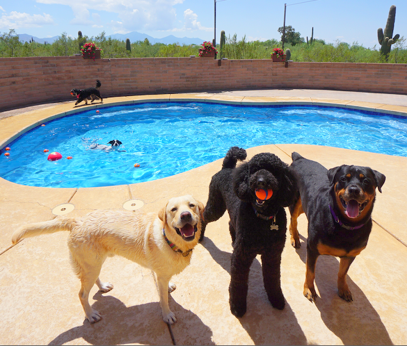Tucson Adventure Dog Ranch photo 3