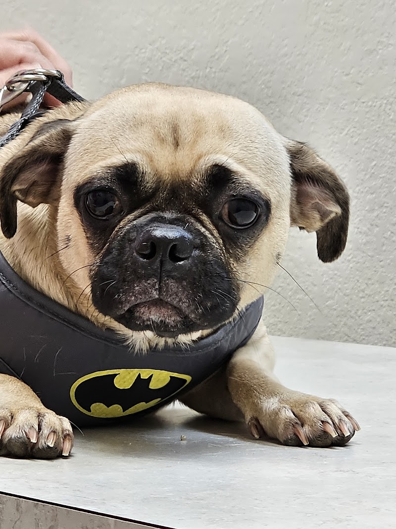 Advanced Veterinary Care of Pasco photo 5