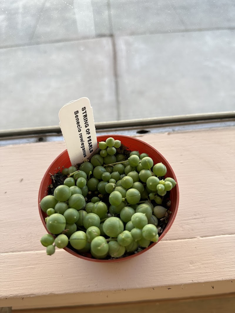 Plantarium photo 4