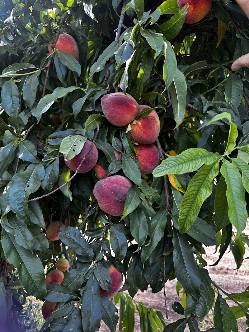 Schnepf Farms photo 5