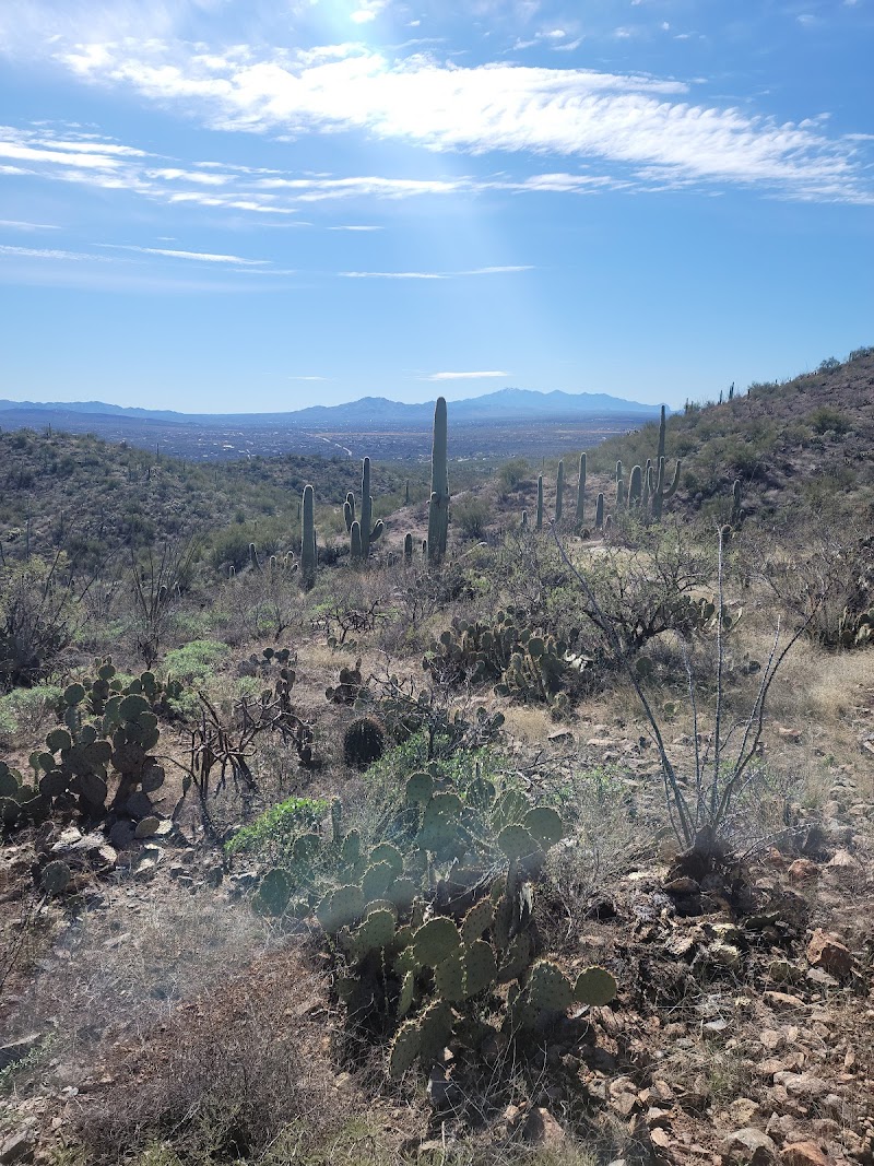 Saguaro Stables photo 4