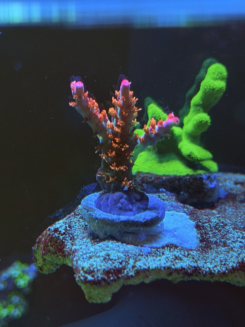 Wine Country Corals photo 2