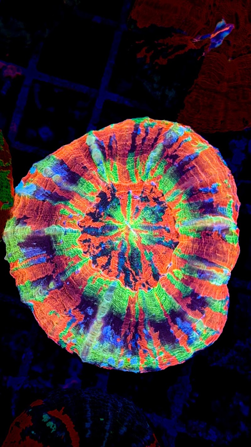 Wine Country Corals