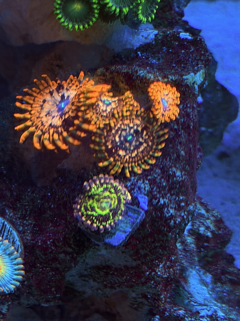 Wine Country Corals photo 4