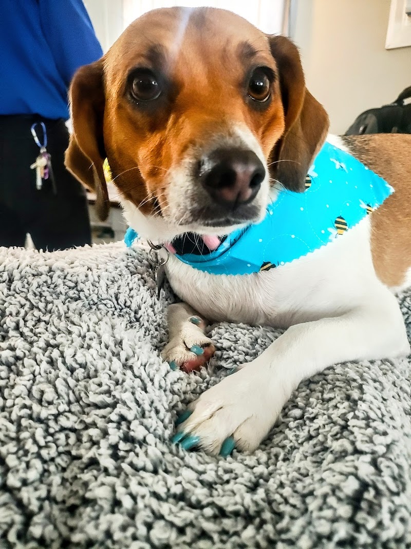 Pet Styles by Stacie photo 2