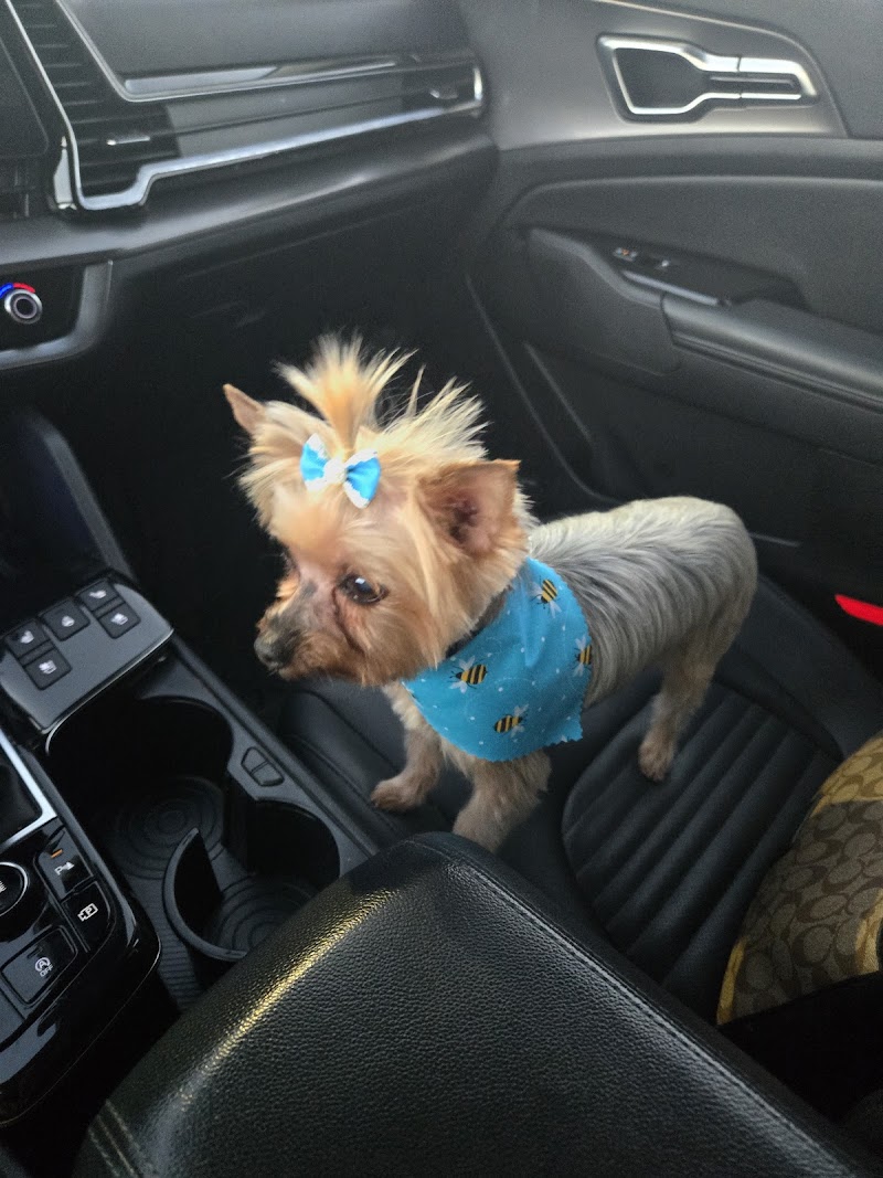 Pet Styles by Stacie photo 5