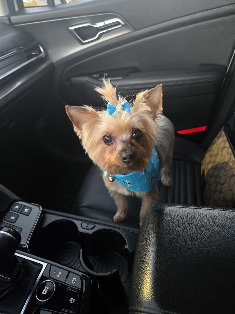Pet Styles by Stacie photo 3