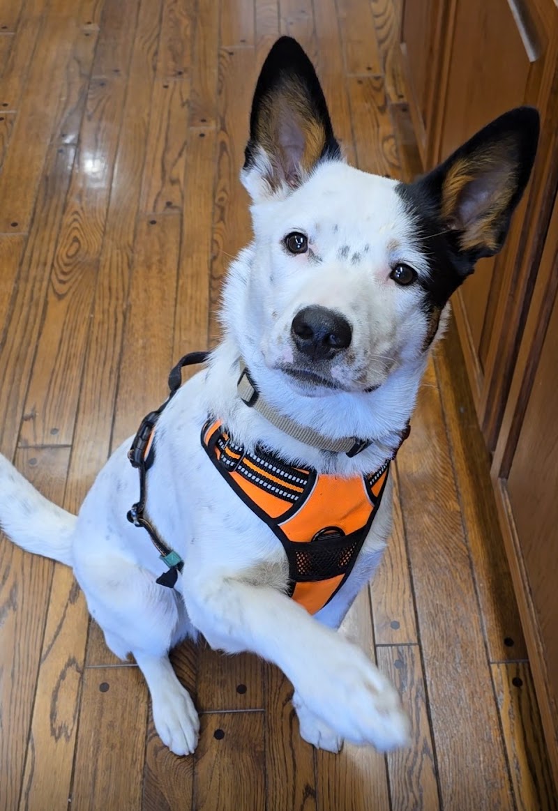 Eden Pet Hospital photo 4