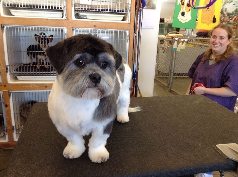 My Pal Pet Grooming photo 3