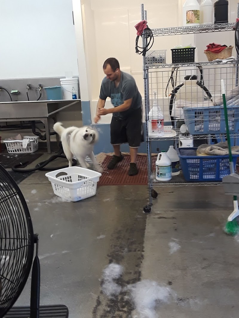 My Pal Pet Grooming photo 4