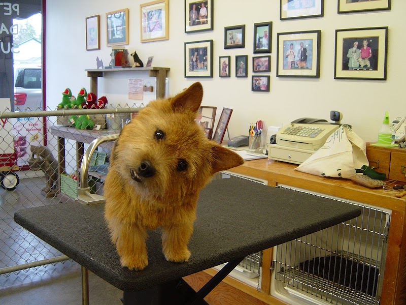My Pal Pet Grooming photo 5