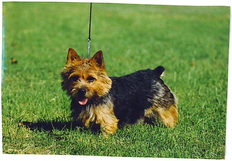 Photo of My Pal Pet Grooming