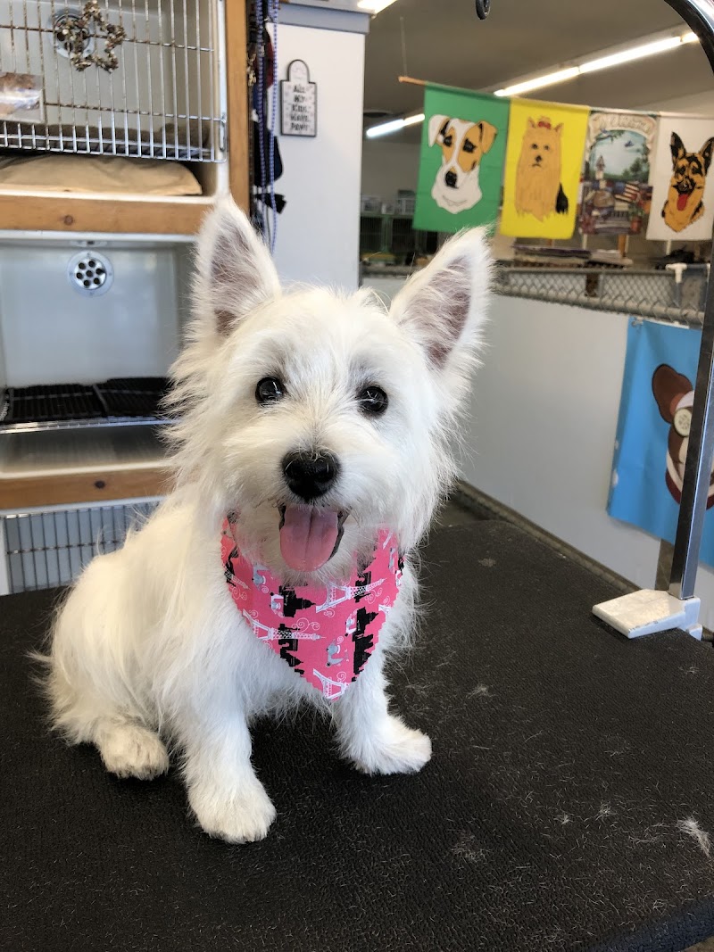 My Pal Pet Grooming photo 2