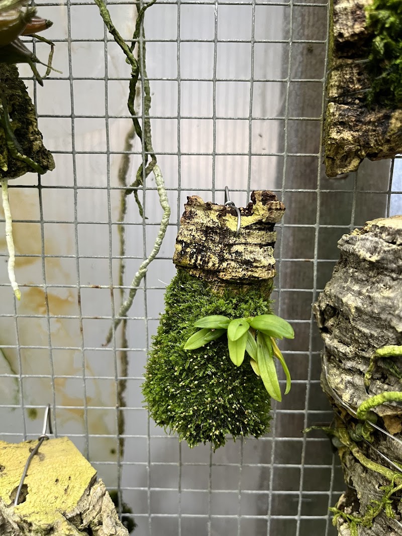 Photo of Hanging Gardens