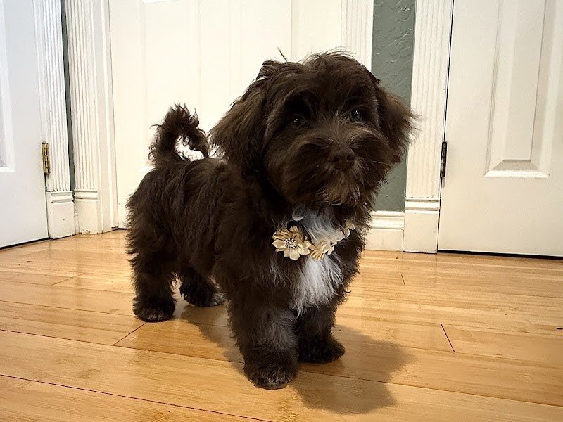 Photo of groomed by an angell