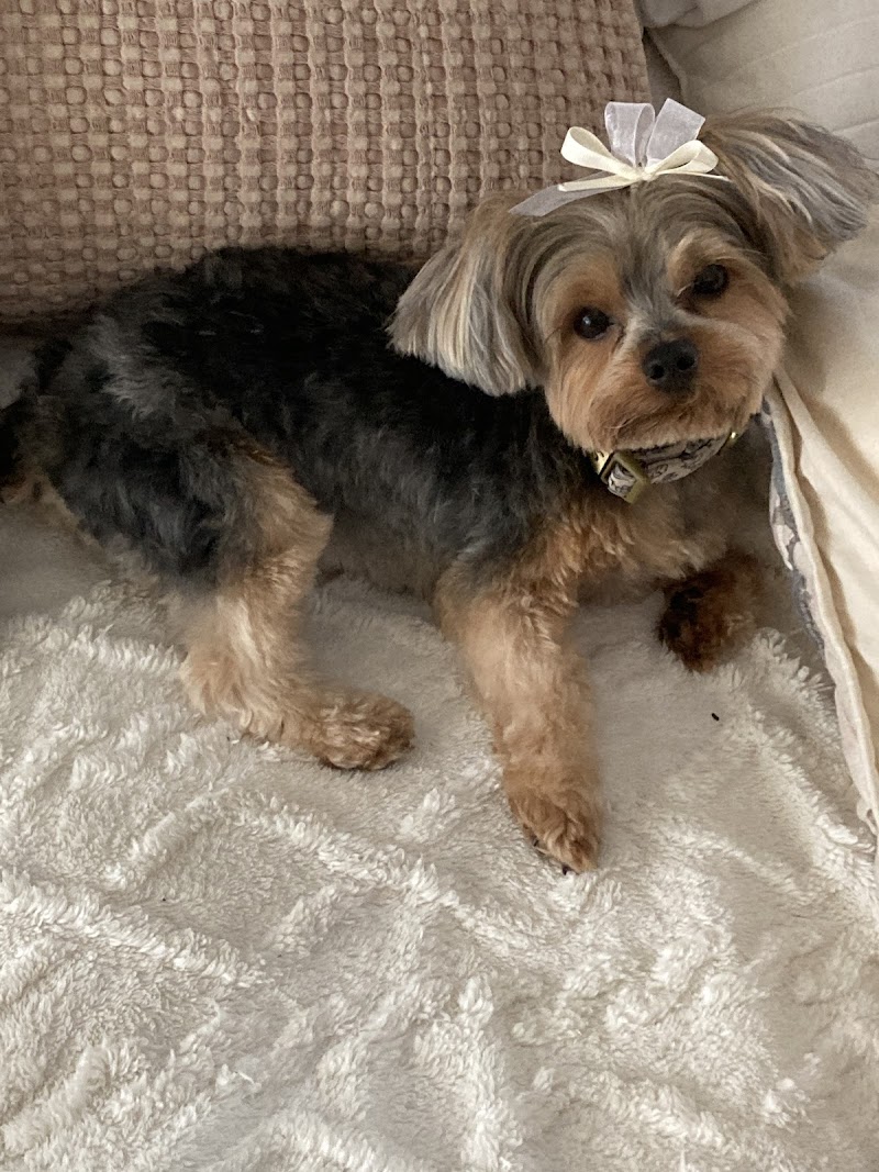 Woof Gang Bakery & Grooming Fishhawk Commons photo 5