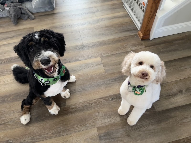 Woof Gang Bakery & Grooming Fishhawk Commons photo 2