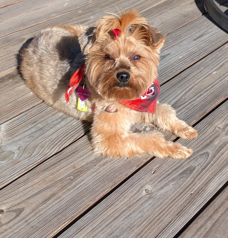 Woof Gang Bakery & Grooming Fishhawk Commons photo 4