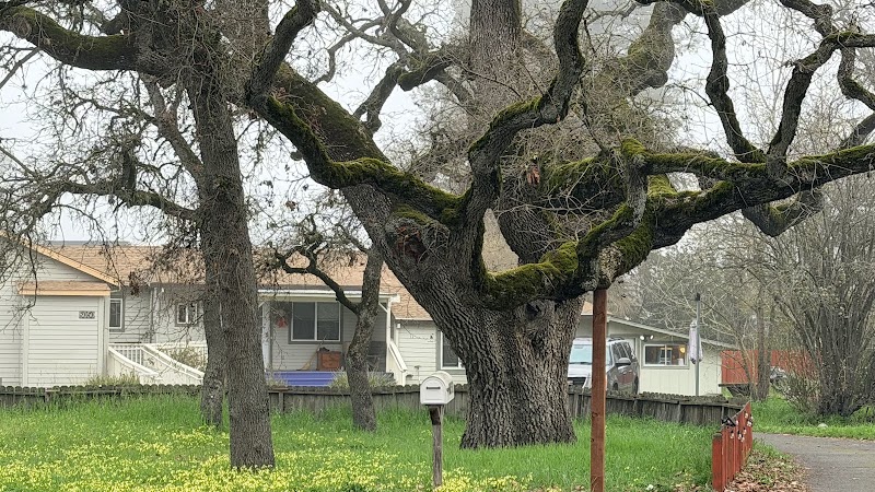 Photo of Lions Club of Cotati