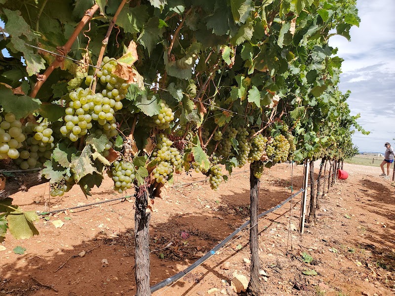 Wilhelm Family Vineyards photo 2