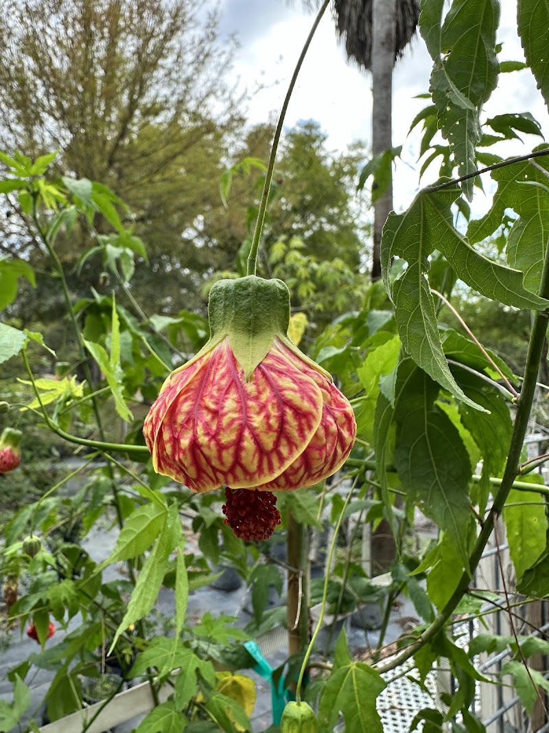 Christine's Tropical & Exotic Plants Inc. photo 5