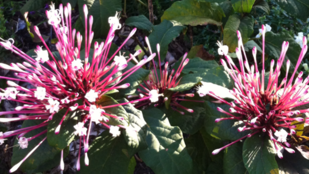 Christine's Tropical & Exotic Plants Inc. photo 2