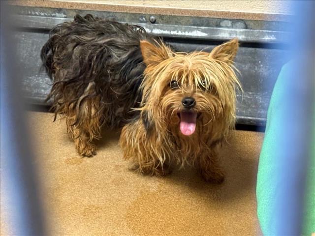 Clip N Clean Pet Grooming & Supplies photo 5