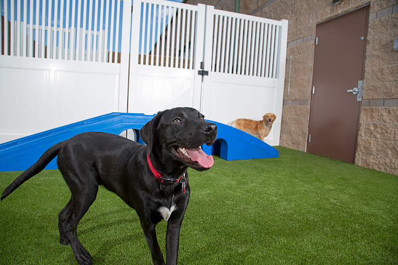 Camp Bow Wow Tucson East photo 5