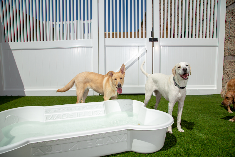 Camp Bow Wow Tucson East photo 4