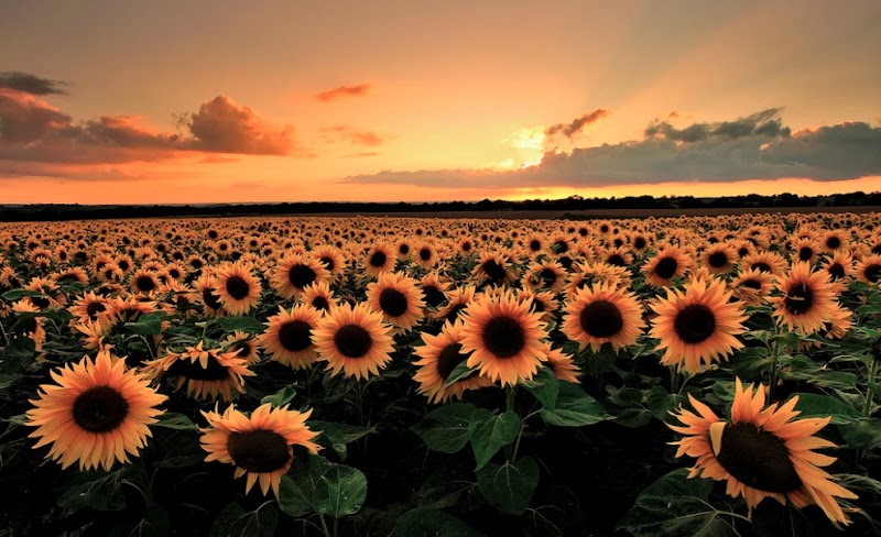 ArtOverstock photo 3