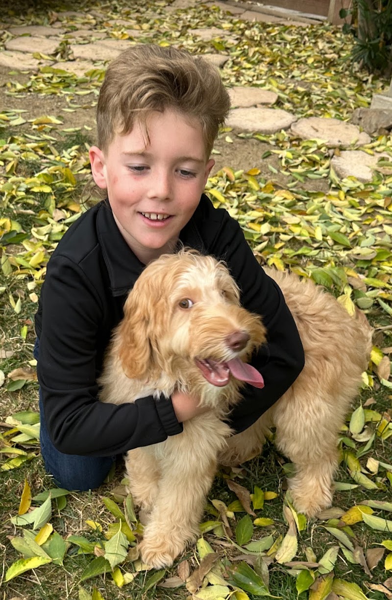 Pawfect Doodles photo 4