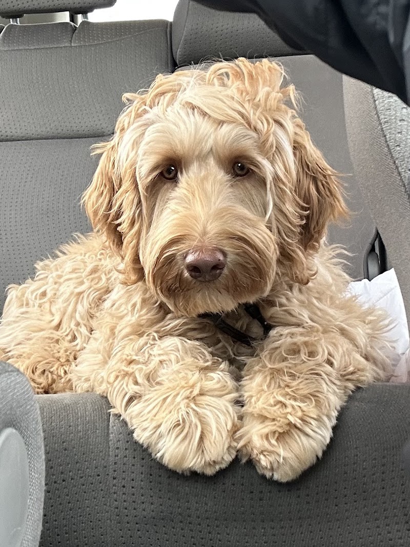 Photo of Pawfect Doodles