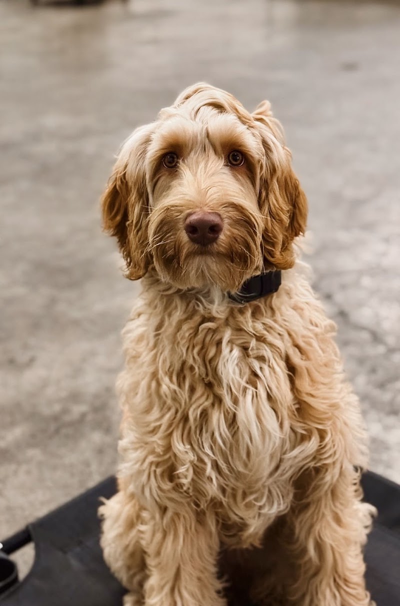 Pawfect Doodles photo 5