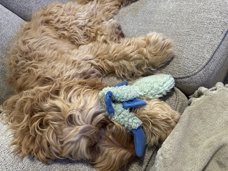 Pawfect Doodles photo 3