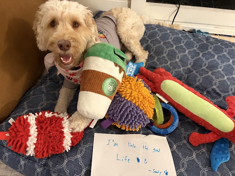 Pawfect Doodles photo 2