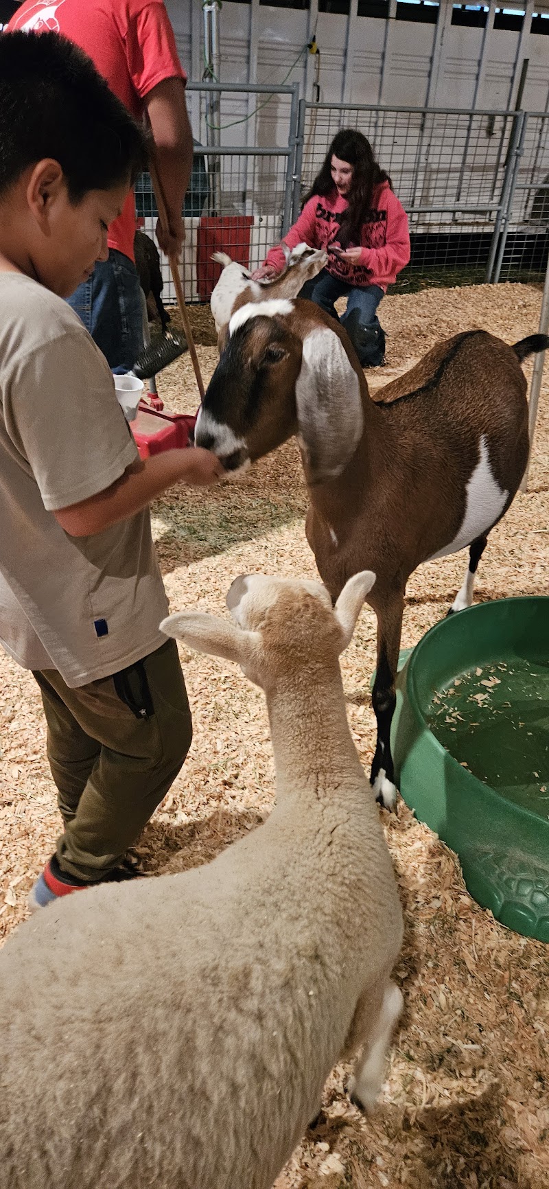 Freckle Farm Pony Rides & Petting Zoo (Mobile Service ONLY) photo 4