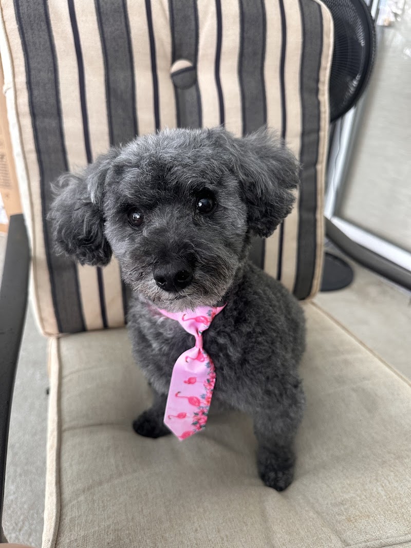 Photo of Oh Puppy! pet grooming