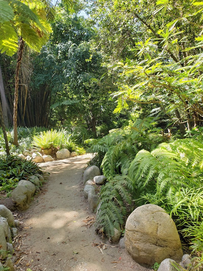 UCLA Mathias Botanical Garden photo 4